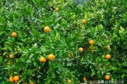 特早熟柑橘種植技術(shù)_六月桔是什么桔 特早熟柑橘種植技術(shù)_六月桔是什么桔
