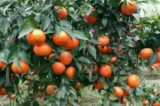 柑橘苗三月份種植技術_南豐柑橘種植時間和方法