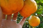 柑橘樹控花打什么藥效果好（柑橘樹花期用藥）