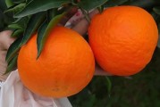 愛媛縣柑橘種植技術_種愛媛38和沃柑哪個品種更有前途