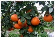 一年柑橘種植管理技術(shù)_柑橘種植的好壞在于市場(chǎng)認(rèn)可