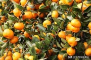 柑橘上的病蟲(chóng)害防治_柑橘謝花后怎樣管理