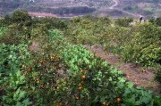 柑橘優質高產種植技術_柑橘栽培可以不修剪嗎