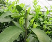 柑橘的種植技術和管理方法_種植一年的柑橘樹如何管理