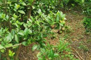 廣西黑皮柑橘種植技術_你們都用什么品牌的沐浴露