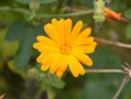 沙糖桔種植間距怎樣（沙糖桔種植距離）