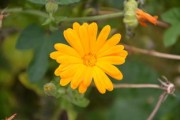 沙糖桔種植間距怎樣（沙糖桔種植距離）