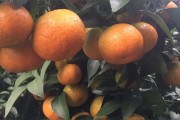 柑橘病蟲害第一集_柑橘褐斑病怎樣防治