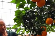 紅美人柑橘的營養價值_3的株行距畝產量大概多少斤啊