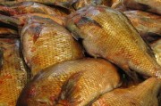 川津1號有刺嗎?解析這一魚類品種的刺部特征及食用注意事項 川津1號有刺嗎?解析這一魚類品種的刺部特征及食用注意事項