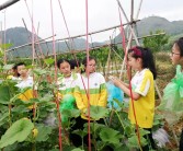 凱里柑橘種植技術視頻教程_貴州農民應該往哪方面種植才有發展前途