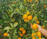 明日見柑橘果子圖片大全（明日見柑橘果子圖片大全高清）