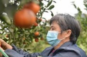 柑橘樹嫁接幾月份最好_嫁接柑橘萌芽帶刺的能行嗎