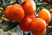 明日旺柑橘種植技術_未來15天砂糖橘什么價錢