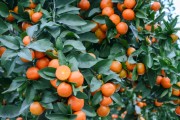 新品種柑橘種植技術_怎樣才能種好桔樹