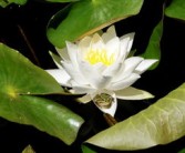 適合四川種植柑橘品種有哪些名字呢（四川柑橘種植技術）
