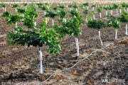 四川晚熟柑橘種植技術_繼砂糖桔之后的晚熟柑橘