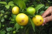 柑橘常見(jiàn)的病蟲(chóng)害主要有_柑橘黑斑病為什么每月都有 柑橘常見(jiàn)的病蟲(chóng)害主要有_柑橘黑斑病為什么每月都有