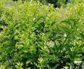 遵義柑橘種植技術規程視頻_柑橘秋梢多久剪枝