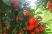 柑橘先進(jìn)種植技術(shù)_愛媛38號(hào)柑橘種植技術(shù)