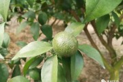 柑橘花的種植技術_沙糖橘春芽多花少什么原因 柑橘花的種植技術_沙糖橘春芽多花少什么原因