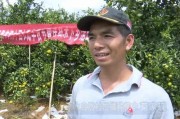 桂林種植柑橘技術_有什么方法使它轉色快 桂林種植柑橘技術_有什么方法使它轉色快