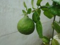 剛種柑橘苗葉黃會(huì)生新葉嗎？黃葉原因與復(fù)綠措施全解析