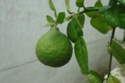 剛種柑橘苗葉黃會生新葉嗎？黃葉原因與復綠措施全解析