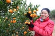 柑橘種植新技術視頻_什么是鼻竇炎