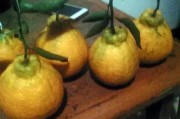 柑橘中晚熟種植技術_柑橘品種很多 柑橘中晚熟種植技術_柑橘品種很多