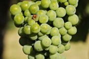 柑橘怎么保存時間最長不爛？掌握這3個科學方法讓新鮮度翻倍