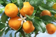柑橘樹小苗種植技術(shù)_柑橘幼苗種植前下底肥好處 柑橘樹小苗種植技術(shù)_柑橘幼苗種植前下底肥好處