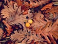 柑橘樹環(huán)割好處有哪些（柑橘環(huán)割過度樹葉黃化怎么辦）