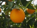 探析黃猄蟻防治柑橘害蟲的生物防治新策略