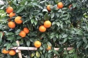 柑橘保花保果時(shí)間多長(zhǎng)（柑橘樹(shù)保花保果藥什么時(shí)候打）