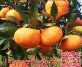 由良蜜橘與愛媛28(蜜橘和愛媛橙有什么區別)