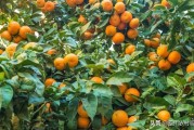 柑橘果樹的種植技術_柑橘樹潰瘍病怎么解決