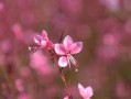 四川愛媛38號橙子特大果大號新鮮現摘，果徑80mm+汁多爆甜，產地直發當季大果