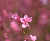 四川愛媛38號橙子特大果大號新鮮現摘，果徑80mm+汁多爆甜，產地直發當季大果