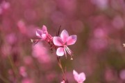 四川愛(ài)媛38號(hào)橙子特大果大號(hào)新鮮現(xiàn)摘，果徑80mm+汁多爆甜，產(chǎn)地直發(fā)當(dāng)季大果
