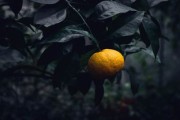 柑橘花前補硼還加什么藥效果好（柑橘花前補硼還加什么藥效果好呢）