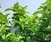 柑橘秋栽種植技術_柑橘樹什么時候深耕為好