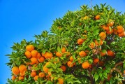 四川正宗耙耙柑樹苗直播帶土 現(xiàn)挖現(xiàn)發(fā)包郵到家保成活