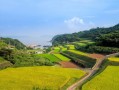 井研縣柑橘晚熟園區：產業升級助力鄉村振興新標桿