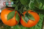 東方紅柑橘否害怕霜凍（東方紅柑橘種植管理）