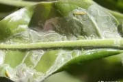 柑橘病蟲害及防治方法_柑橘潰瘍病發(fā)病率高
