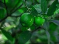 橘子上白絲不中藥（橘子上的白絲可以泡水嗎）