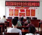 150畝柑橘種植技術_柑橘種植4米X2米一畝地多少株