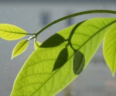 日南一號柑橘種植技術管理（日南一號柑橘種植技術管理視頻）