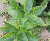 柑橘種植技術視頻規范_怎么快速把三農做好做大做強